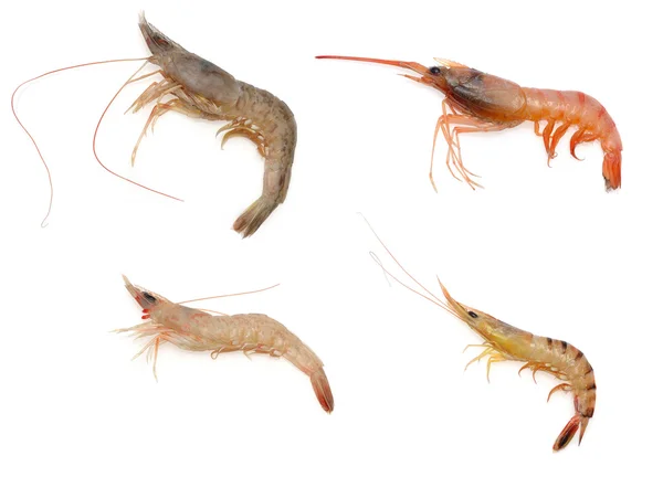 Various kind of raw shrimps — Stock Photo, Image