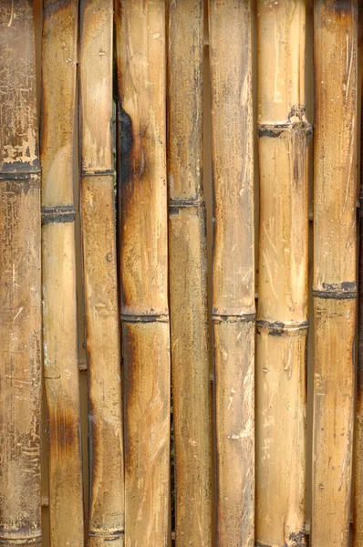 stock image Bamboo background