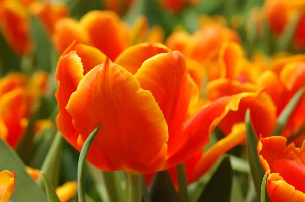 Oranje tulip — Stockfoto