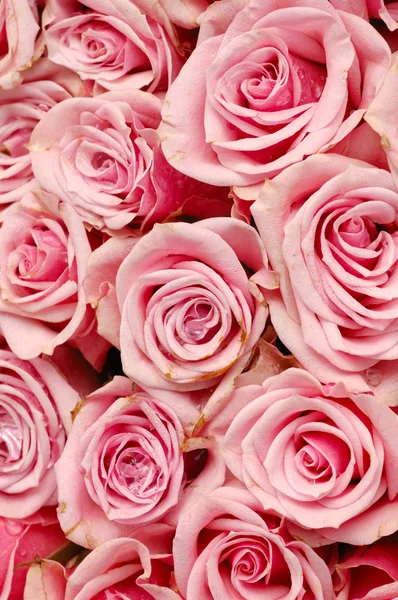 Primeros planos rosas rosadas —  Fotos de Stock