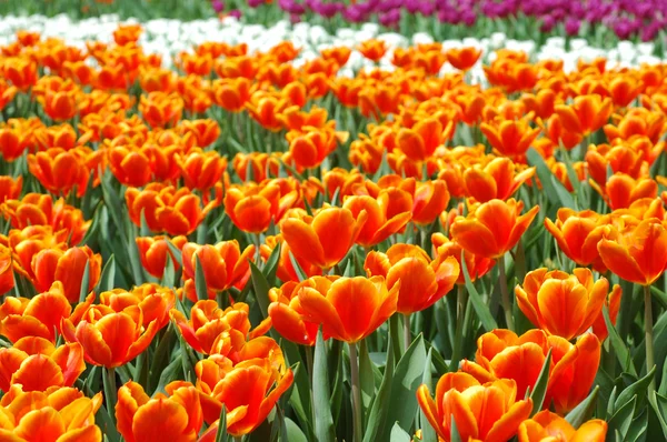 Field of mixed color tulips — Stock Photo, Image