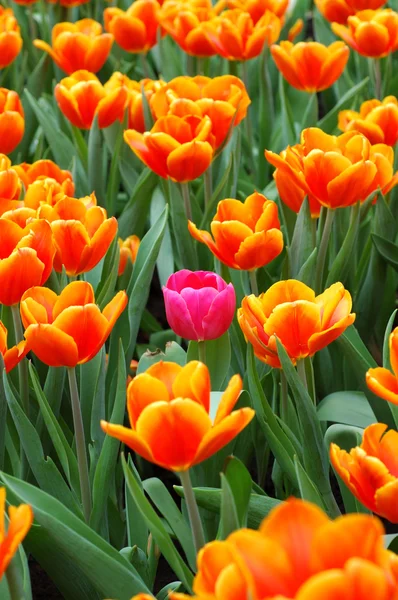 Tulipán rosa en el grupo — Foto de Stock