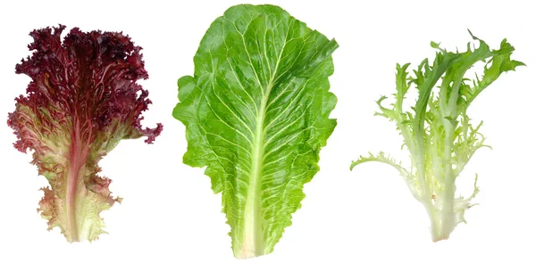 Red leaf lettuce, romaine and endive leaf — Stock Photo, Image
