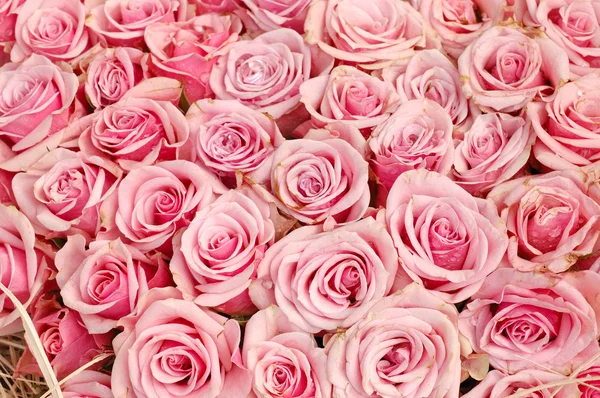 Roze rozen achtergrond — Stockfoto