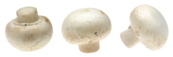 按钮蘑菇 — 图库照片
