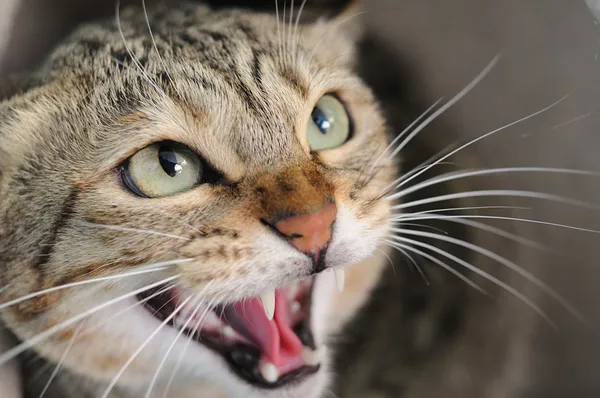 Злой шипящий кот — стоковое фото