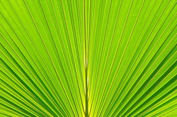 Palm blad achtergrond — Stockfoto