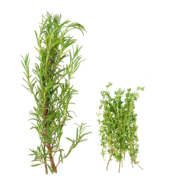 Bunch of rosemary and thyme — Stock Photo, Image