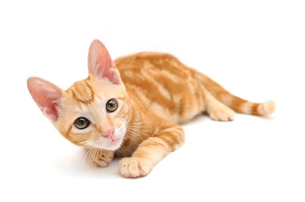 橙色虎斑小猫 — 图库照片