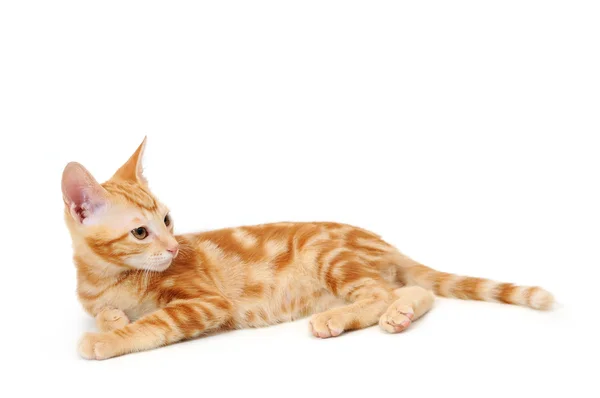 Turuncu tabby yavru kedi — Stok fotoğraf