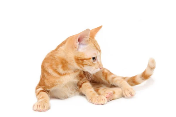 Pomarańczowy pręgowany kotek — Zdjęcie stockowe