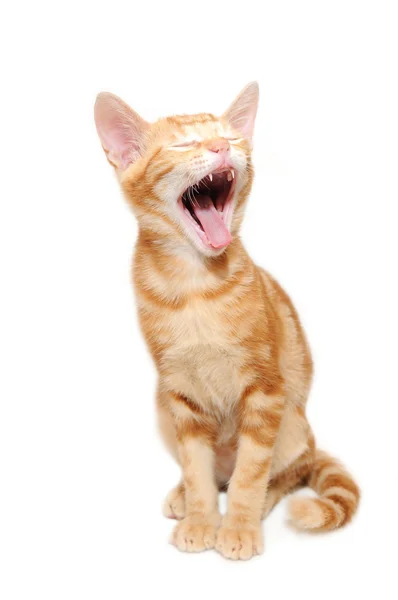 Yelling orange tabby kitten — Stock Photo, Image