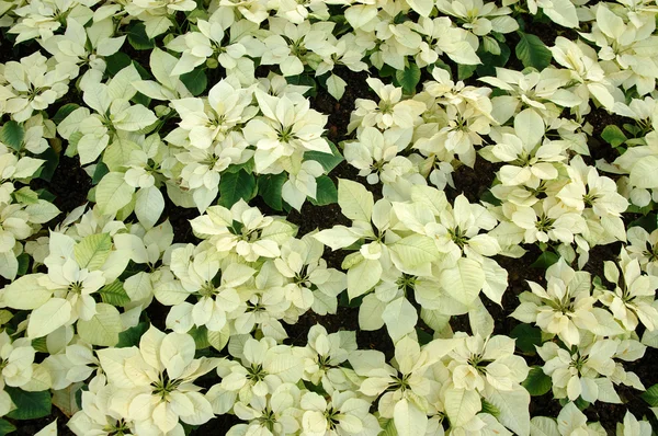 Plantes blanches de poinsettia — Photo