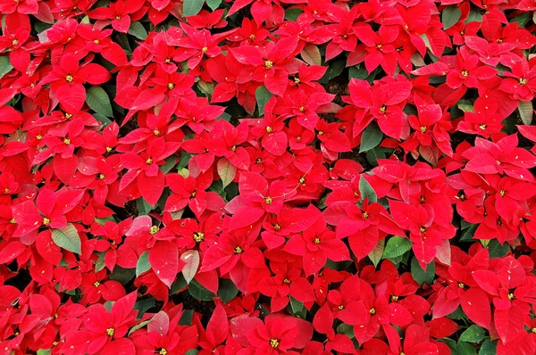 stock image Red poinsettia plants