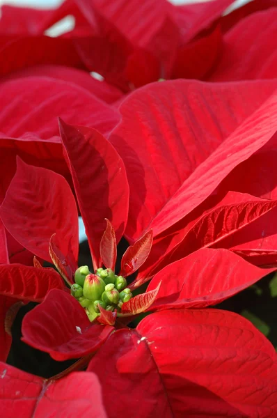 Blume Roter Weihnachtsstern — Stockfoto