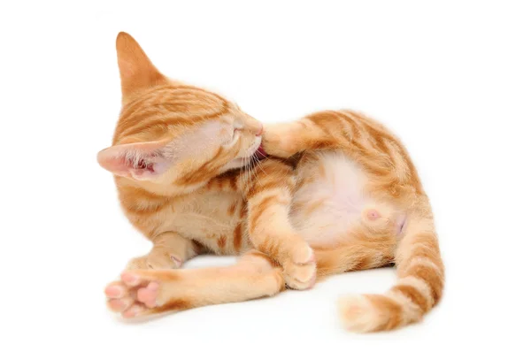 小猫清洗他的腿 — 图库照片