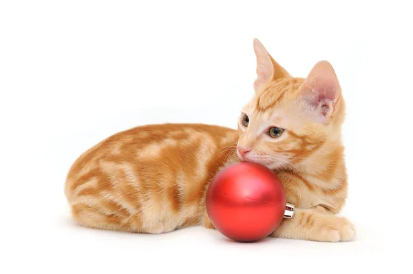 Kitten and red christmas ball — Stock Photo, Image