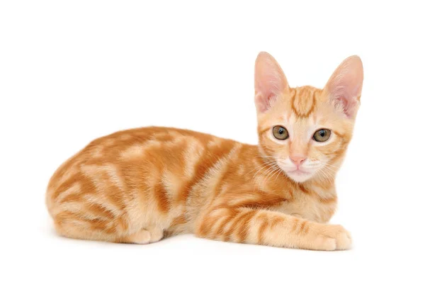 Gatinho de mesa laranja — Fotografia de Stock