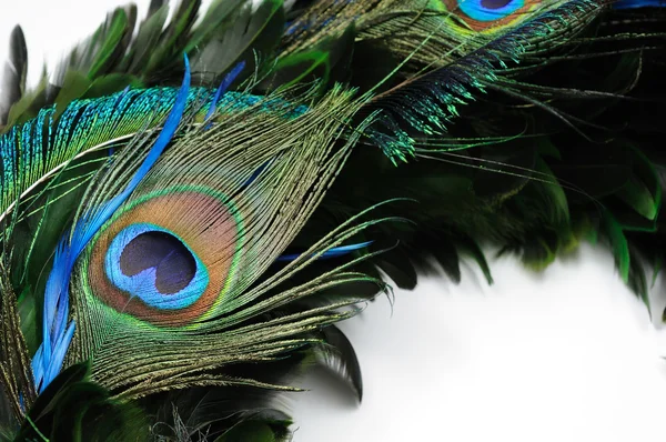 Peacock feather oog — Stockfoto