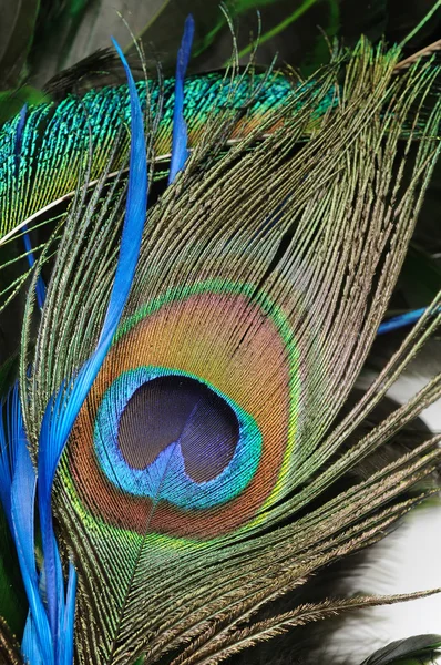 Olho de penas de pavão — Fotografia de Stock