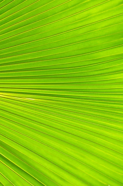 Fundo da folha de palma — Fotografia de Stock