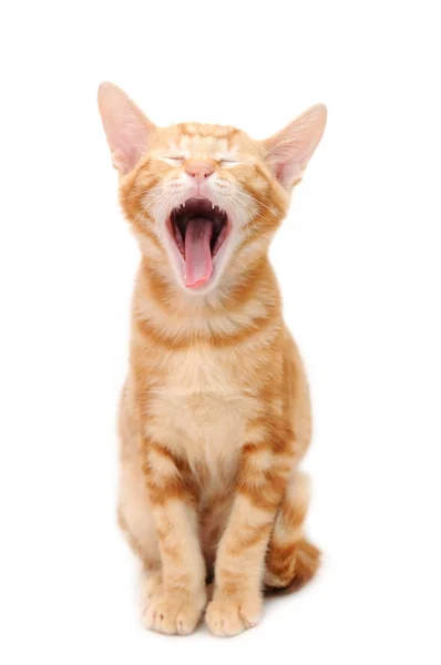 ओरडणे नारंगी टॅब्बी मांजर — स्टॉक फोटो, इमेज
