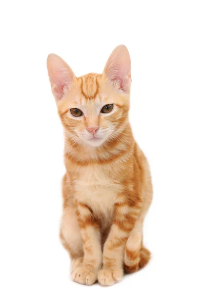 संत्रा टॅब्बी मांजर — स्टॉक फोटो, इमेज