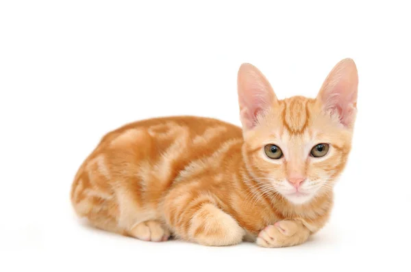 Orange tabby kattunge — Stockfoto