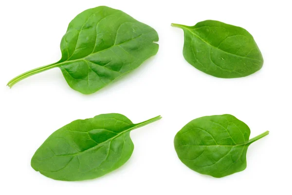 Детские листья шпината — стоковое фото