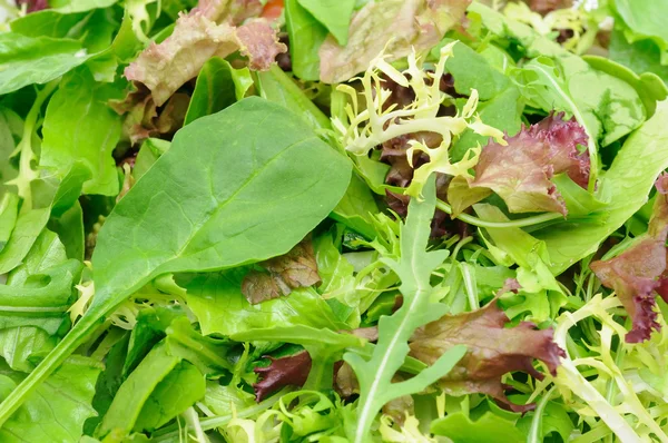 Salade verte en gros plan — Photo
