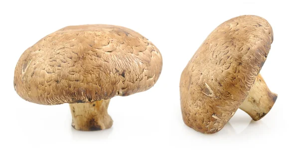 Portobella funghi — Foto Stock
