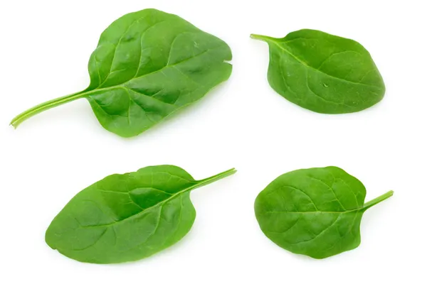 Детские листья шпината Стоковое Изображение