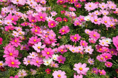 pembe cosmos alan