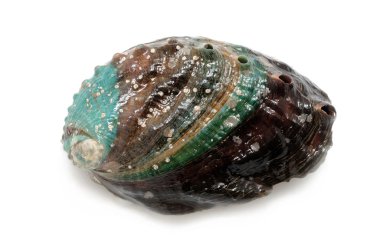 ham abalone