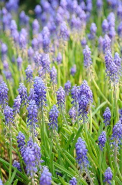 Background of grape hyacinth clipart