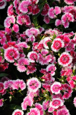 dianthus Pembe çiçek