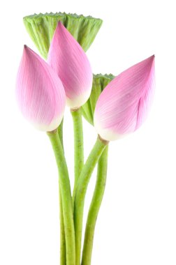 Lotus flowers and pods clipart