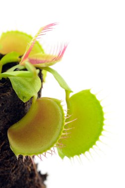 Venus Flytrap clipart