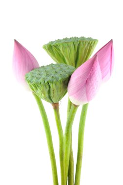 Lotus flowers and pods clipart