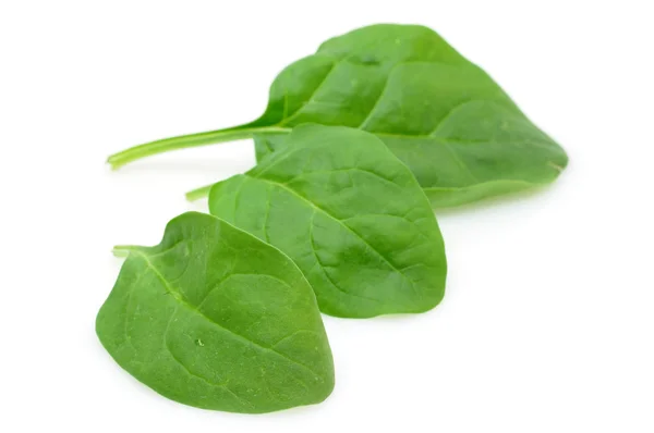 Τρυφερά φύλλα σπανάκι — Φωτογραφία Αρχείου