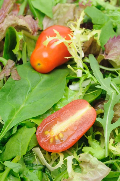 Salad leaves and tomatoes — Stock Photo, Image