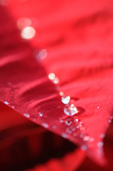 赤のポインセチアを水滴します。 — ストック写真