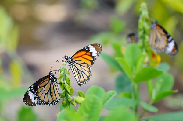 stock image Monarch butterflies