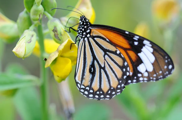 stock image Monarch butterfly