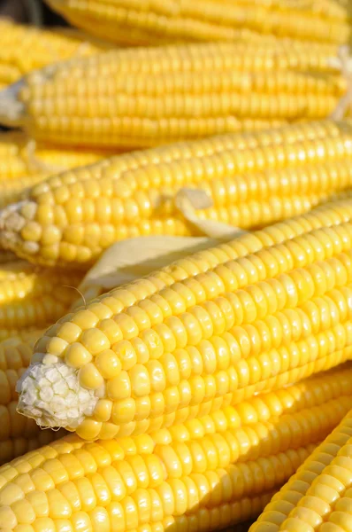 Sárga kukorica a cob — Stock Fotó