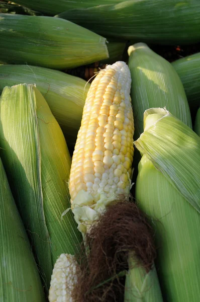 Maïs op de kolf — Stockfoto