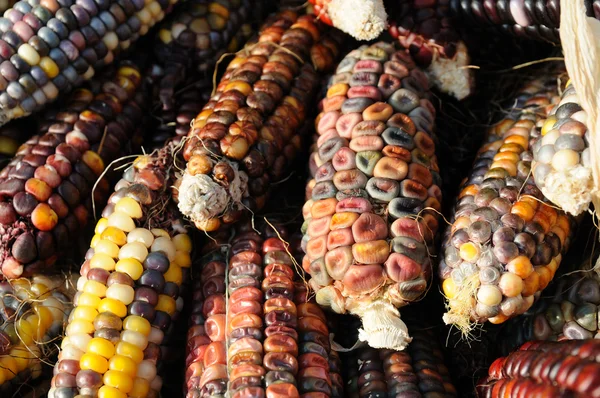 stock image Indian corn close up