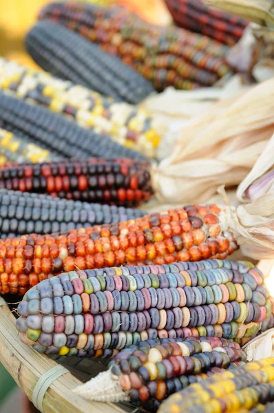 Індійська кукурудзи крупним планом — стокове фото