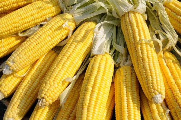 Gele maïs op de kolf — Stockfoto