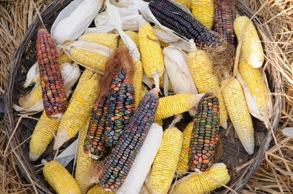 Кукурудзяні качани — стокове фото
